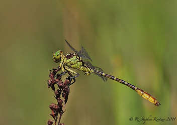 Stylurus ivae, male